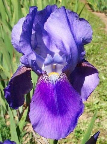 Bluebird Haven Iris Catalog