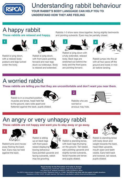 Bunny Body Language Chart