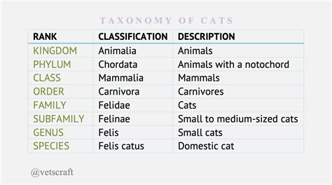 Cat Classification Chart