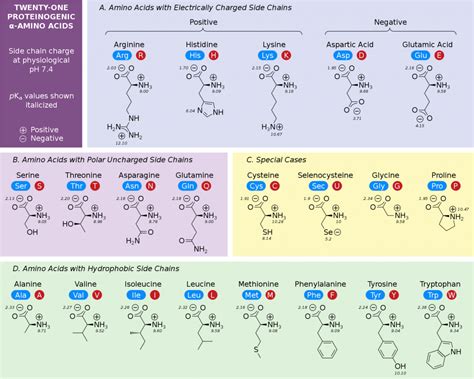 Chart Amino Acids