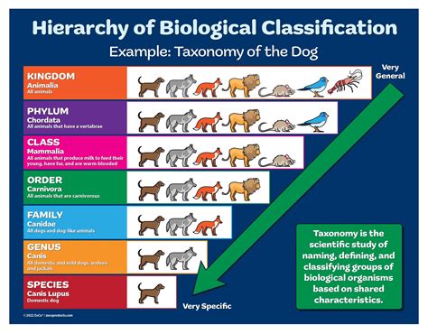 Chart Of Biology