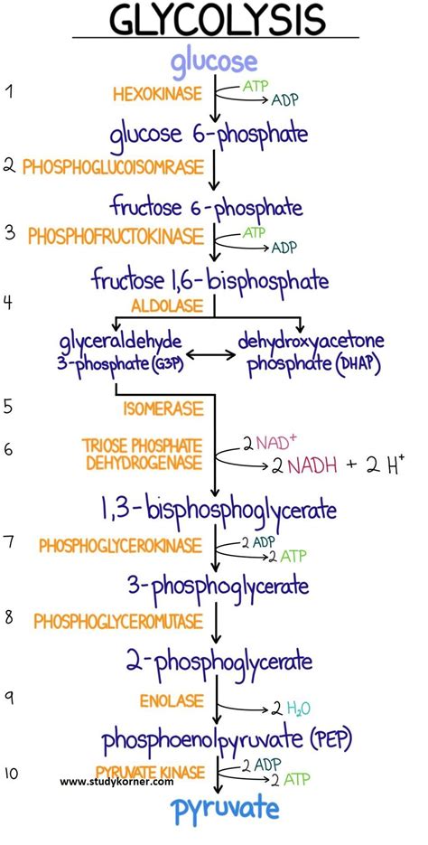 Chart Of Glycolysis