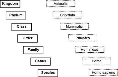 Classification Of Humans Chart