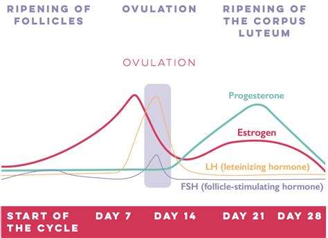 Cycle Hormones Chart