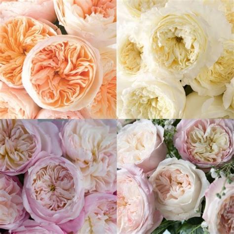 David Austin Roses Catalog