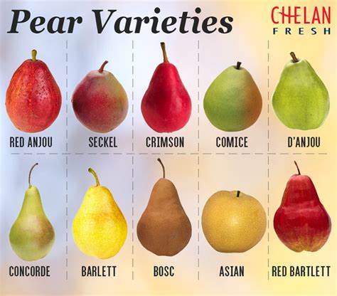 Different Types Pear Varieties Chart