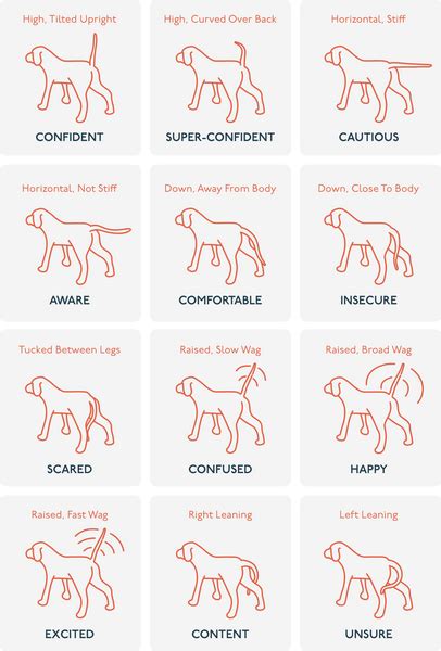 Dog Tail Position Chart