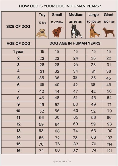 Dog Years And Human Years Chart