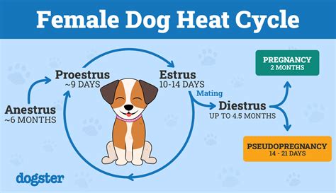 Dogs Heat Cycle Chart