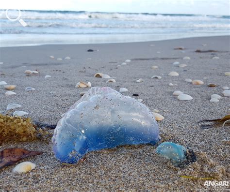 Ever A Splinter Walkthrough Man O War