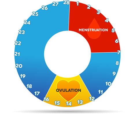 Female Menstrual Cycle Chart