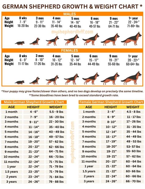 German Shepherd Age Weight Chart