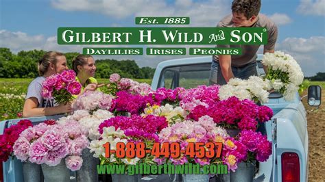 Gilbert Wild And Sons Catalog