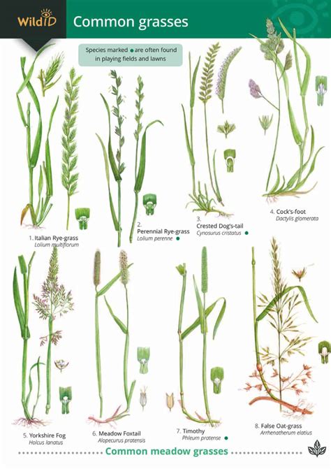 Grass Seed Identification Chart