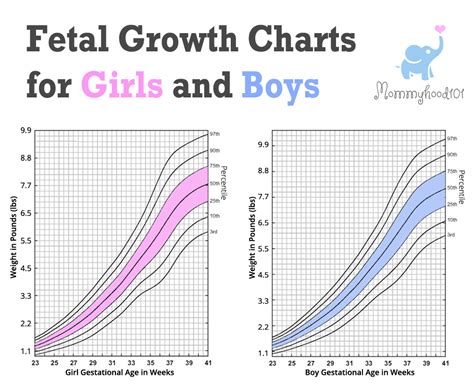 Growth Chart Fetus Percentile