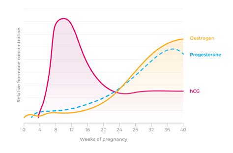 Hormone Chart For Pregnancy