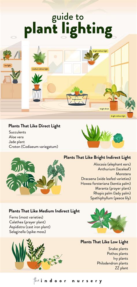 Indoor Plant Light Chart