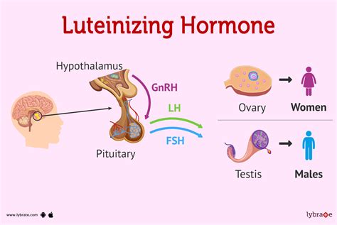 Luteinizing Hormone Chart