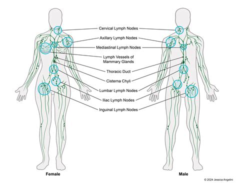 Lymph Node Chart Body