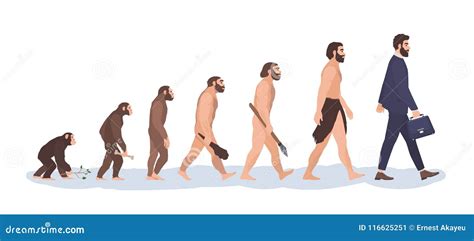 Monkey To Human Evolution Chart
