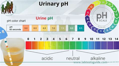 Normal Urine Ph Level Chart