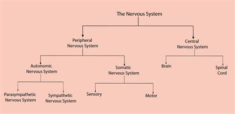 Organization Of The Nervous System Chart