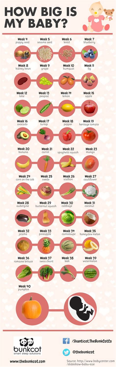 Pregnancy Size Chart