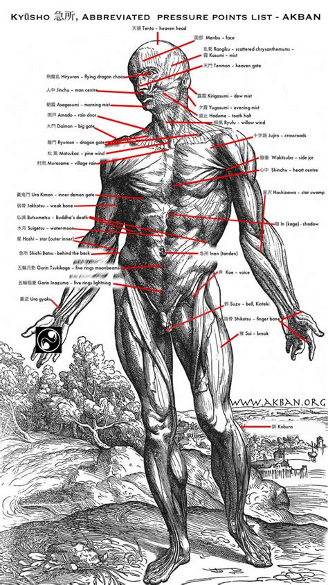 Pressure Point Chart Martial Arts
