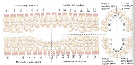 Primary Teeth Numbering Chart