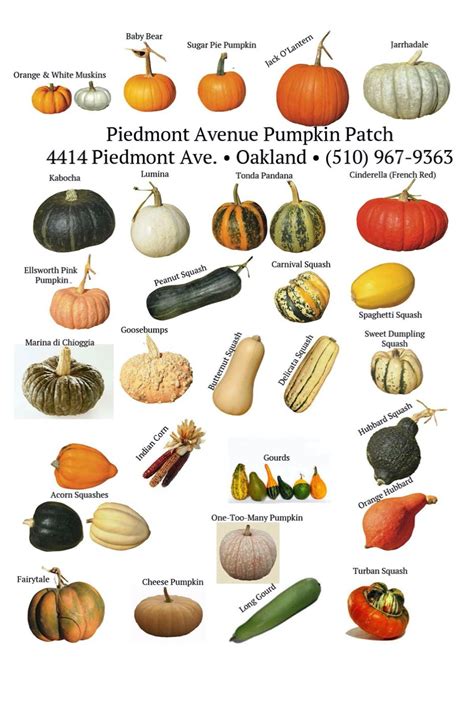 Pumpkin Variety Chart