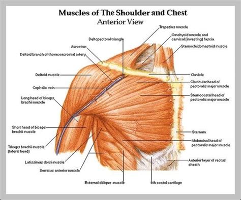 Shoulder Muscle Chart