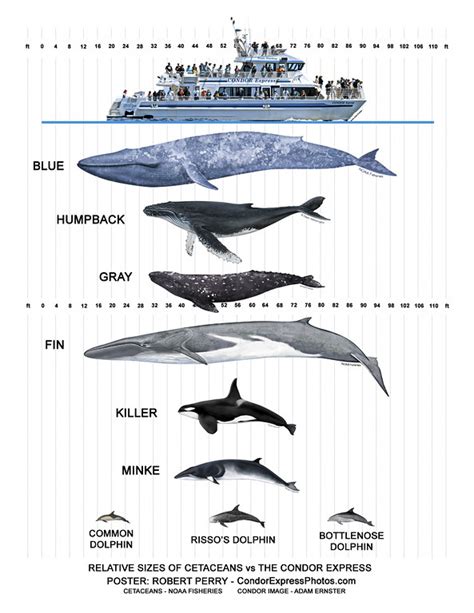 Size Comparison Of Whales Chart