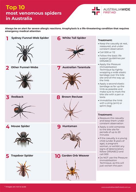 Spider Bite Chart
