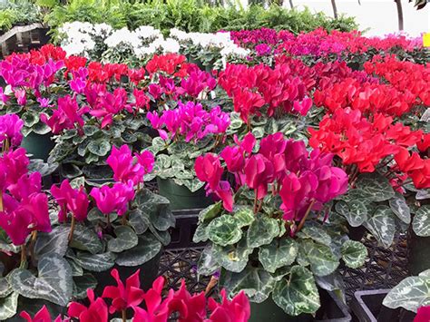 Surry Gardens Catalog