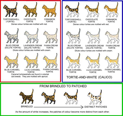 Tabby Cat Color Chart
