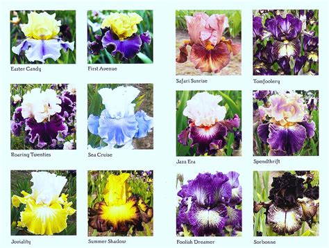 Tall Bearded Iris Catalogue