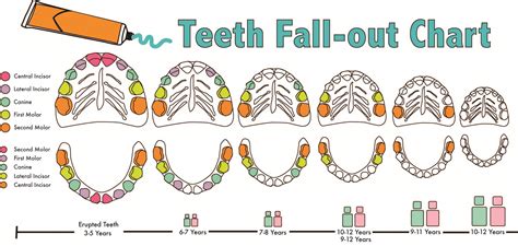 Teeth Chart Fall Out