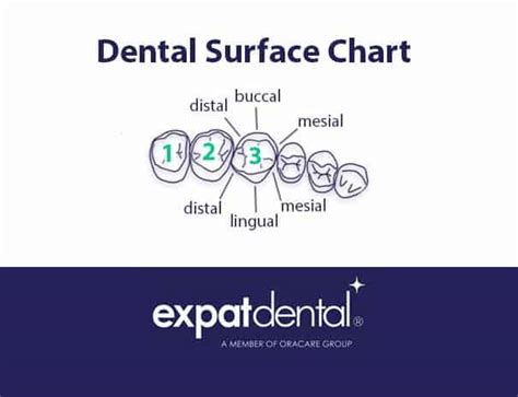 Tooth Surfaces Chart